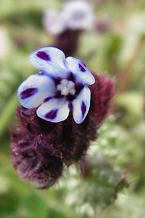 Anchusella variegata \ Bunte Ochsenzunge / Variegated Anchusa, GR Peloponnes, Apollon Tempel von Bassae / Peloponnese, Apollon Temple of Bassae 29.3.2013