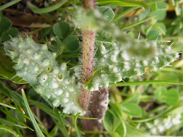 Anchusella variegata \ Bunte Ochsenzunge / Variegated Anchusa, GR Peloponnes, Apollon Tempel von Bassae / Peloponnese, Apollon Temple of Bassae 29.3.2013