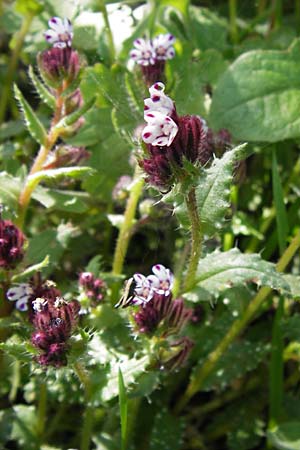 Anchusella variegata \ Bunte Ochsenzunge / Variegated Anchusa, GR Peloponnes, Figalia 29.3.2013