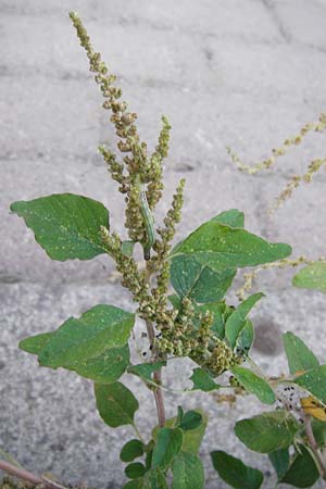 Amaranthus viridis \ Grner Amaranth / Slender Pigweed, Green Pigweed, GR Athen 26.8.2014