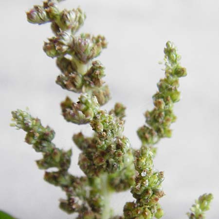 Amaranthus viridis \ Grner Amaranth / Slender Pigweed, Green Pigweed, GR Athen 26.8.2014