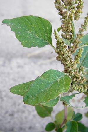 Amaranthus viridis \ Grner Amaranth / Slender Pigweed, Green Pigweed, GR Athen 26.8.2014