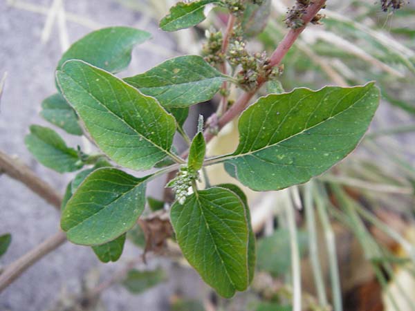 Amaranthus viridis \ Grner Amaranth / Slender Pigweed, Green Pigweed, GR Athen 26.8.2014