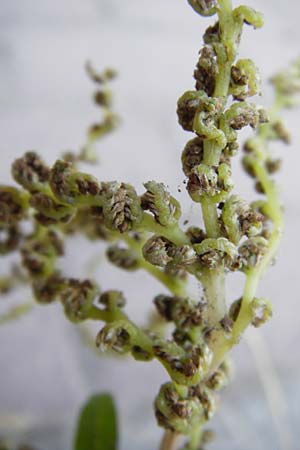 Amaranthus viridis \ Grner Amaranth / Slender Pigweed, Green Pigweed, GR Athen 26.8.2014