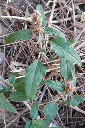 Amaranthus viridis \ Grner Amaranth / Slender Pigweed, Green Pigweed, GR Athen 26.8.2014