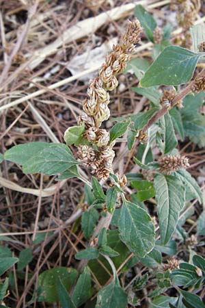 Amaranthus viridis \ Grner Amaranth / Slender Pigweed, Green Pigweed, GR Athen 26.8.2014