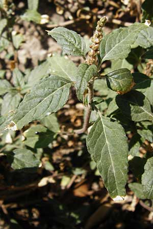 Amaranthus viridis \ Grner Amaranth / Slender Pigweed, Green Pigweed, GR Athen 26.8.2014