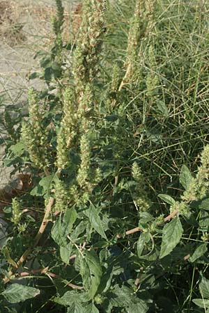 Amaranthus hybridus ? \ Grnhriger Amaranth, Bastard-Fuchsschwanz / Green Amaranth, Slender Pigweed, GR Euboea (Evia), Neos Pirgos 26.8.2017