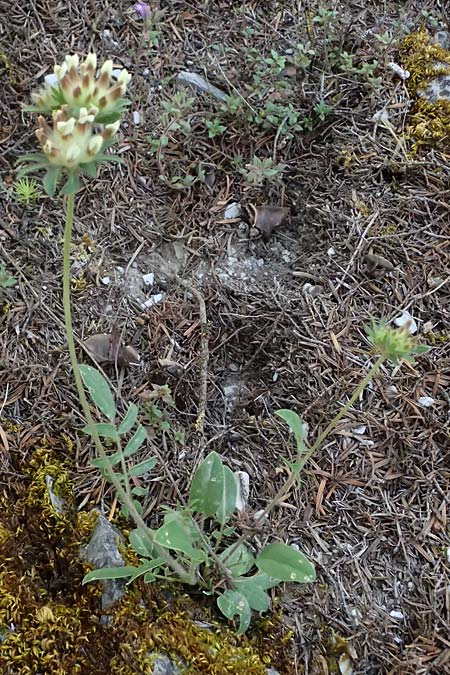 Anthyllis vulneraria subsp. hispidissima \ Zottiger Wundklee, GR Peloponnes, Saitas 19.5.2024