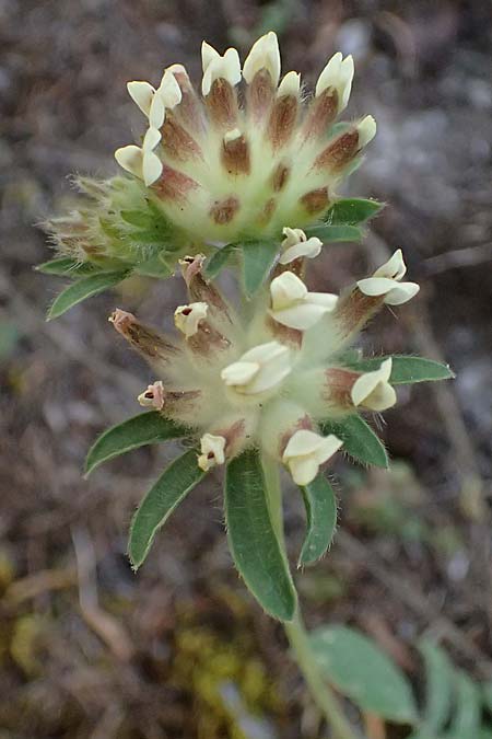 Anthyllis vulneraria subsp. hispidissima \ Zottiger Wundklee, GR Peloponnes, Saitas 19.5.2024