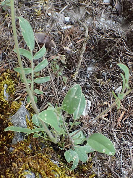 Anthyllis vulneraria subsp. hispidissima \ Zottiger Wundklee, GR Peloponnes, Saitas 19.5.2024