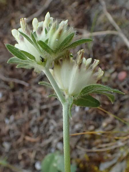 Anthyllis vulneraria subsp. hispidissima \ Zottiger Wundklee, GR Peloponnes, Saitas 19.5.2024