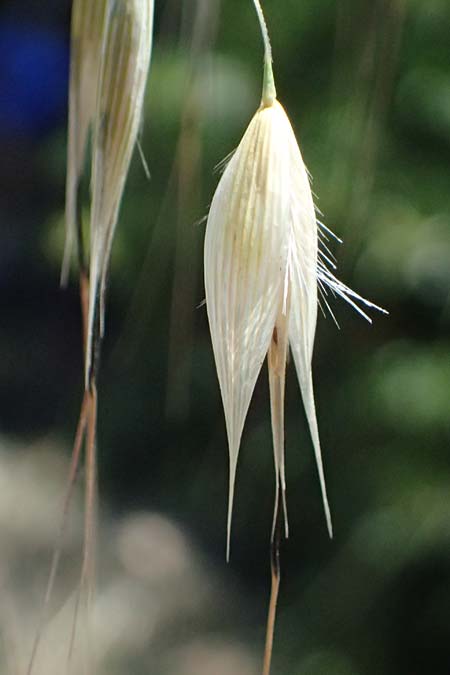 Avena sterilis \ Wild-Hafer, Tauber Hafer / Animated Oat, Winter Wild Oat, GR Peloponnes, Stoupa 1.6.2024