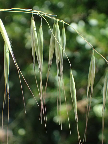 Avena sterilis \ Wild-Hafer, Tauber Hafer / Animated Oat, Winter Wild Oat, GR Peloponnes, Stoupa 1.6.2024