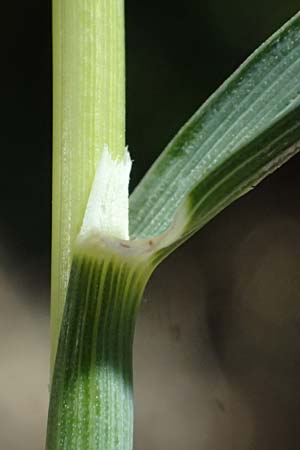 Avena sterilis \ Wild-Hafer, Tauber Hafer / Animated Oat, Winter Wild Oat, GR Peloponnes, Stoupa 1.6.2024