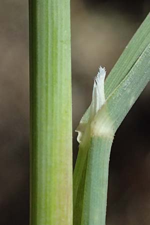 Avena sterilis \ Wild-Hafer, Tauber Hafer / Animated Oat, Winter Wild Oat, GR Peloponnes, Stoupa 1.6.2024