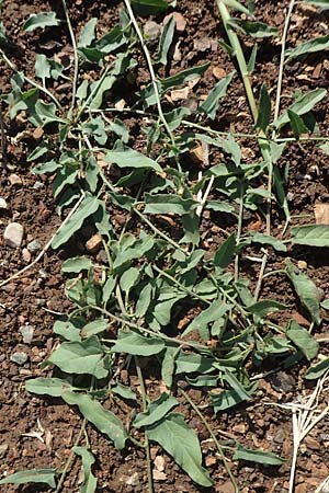 Convolvulus arvensis \ Acker-Winde / Field Bindweed, GR Euboea (Evia), Drimona 30.8.2017
