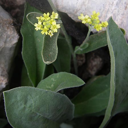 Aurinia saxatilis subsp. orientalis \ &Ouml;stliches Felsen-Steinkraut / Basket of Gold, Goldentuft Alyssum, GR Parnitha 22.5.2008