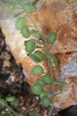 Aurinia saxatilis subsp. orientalis \ &Ouml;stliches Felsen-Steinkraut / Basket of Gold, Goldentuft Alyssum, GR Parnitha 22.5.2008