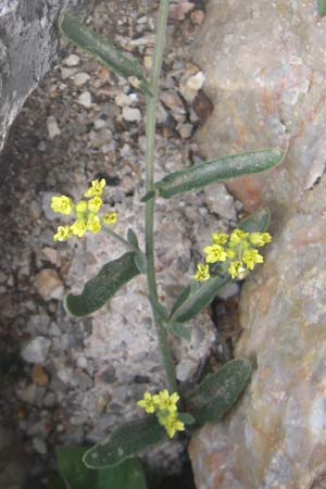 Aurinia saxatilis subsp. orientalis \ &Ouml;stliches Felsen-Steinkraut / Basket of Gold, Goldentuft Alyssum, GR Parnitha 22.5.2008