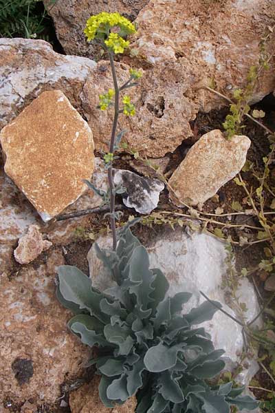 Aurinia saxatilis subsp. orientalis \ &Ouml;stliches Felsen-Steinkraut / Basket of Gold, Goldentuft Alyssum, GR Parnitha 22.5.2008