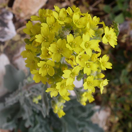 Aurinia saxatilis subsp. orientalis \ &Ouml;stliches Felsen-Steinkraut / Basket of Gold, Goldentuft Alyssum, GR Parnitha 22.5.2008