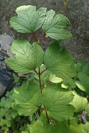 Acer hyrcanum subsp. intermedium / Balkan Maple, GR Euboea (Evia), Neos Pirgos 28.8.2017