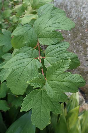 Acer hyrcanum subsp. intermedium / Balkan Maple, GR Euboea (Evia), Neos Pirgos 28.8.2017