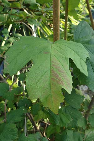 Acer hyrcanum subsp. intermedium / Balkan Maple, GR Euboea (Evia), Neos Pirgos 28.8.2017