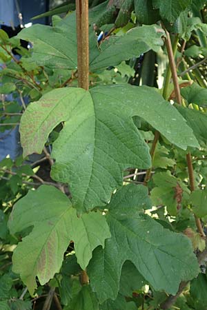 Acer hyrcanum subsp. intermedium / Balkan Maple, GR Euboea (Evia), Neos Pirgos 28.8.2017