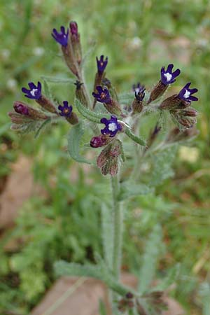 Anchusa hybrida \ Gewellte Ochsenzunge, Hybrid-Ochsenzunge / Undulate Bugloss, GR Athen, Mount Egaleo 10.4.2019