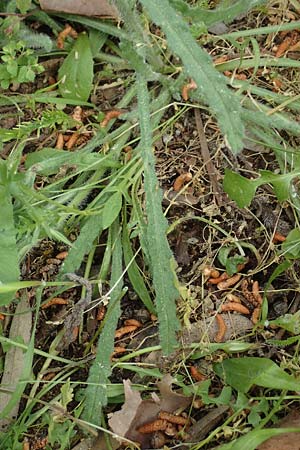 Anchusa hybrida \ Gewellte Ochsenzunge, Hybrid-Ochsenzunge / Undulate Bugloss, GR Athen, Mount Egaleo 10.4.2019