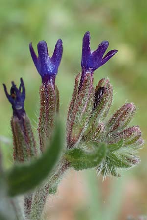 Anchusa hybrida \ Gewellte Ochsenzunge, Hybrid-Ochsenzunge / Undulate Bugloss, GR Athen, Mount Egaleo 10.4.2019