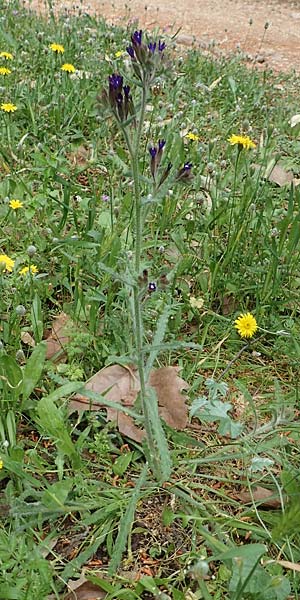 Anchusa hybrida \ Gewellte Ochsenzunge, Hybrid-Ochsenzunge / Undulate Bugloss, GR Athen, Mount Egaleo 10.4.2019
