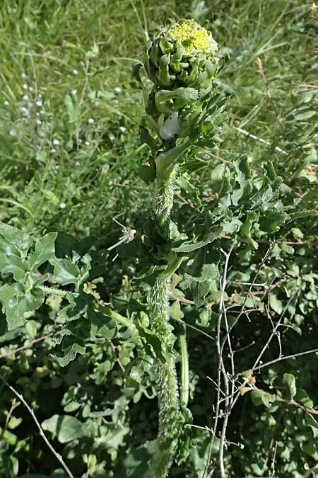 Opopanax chironium \ Cheiron-Heilwurz / Chiron Sweet Myrrh, Hercules-All-Heal, GR Peloponnes, Kalavryta 23.5.2024