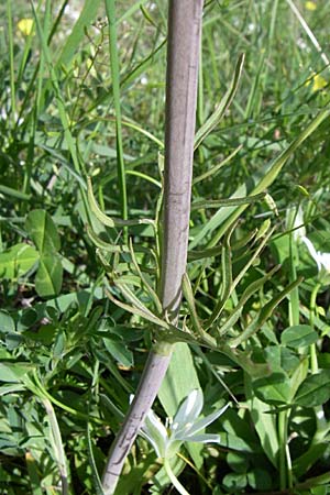 Valeriana dioscoridis \ Dioskorides-Baldrian / Dioscoridis Valerian, GR Timfi 17.5.2008