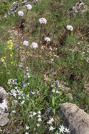 Valeriana dioscoridis \ Dioskorides-Baldrian / Dioscoridis Valerian, GR Timfi 17.5.2008