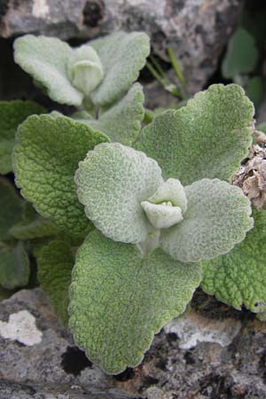 Ballota acetabulosa \ Napf-Schwarznessel / False Dittany, Greek Horehound, GR Peloponnes, Kosmas 31.3.2013