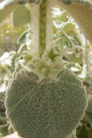 Ballota acetabulosa \ Napf-Schwarznessel / False Dittany, Greek Horehound, GR Hymettos 2.4.2013