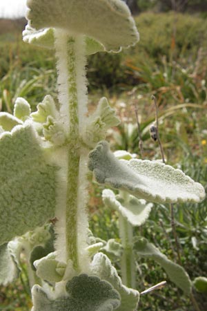 Ballota acetabulosa \ Napf-Schwarznessel / False Dittany, Greek Horehound, GR Hymettos 2.4.2013