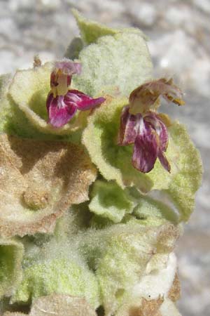 Ballota acetabulosa \ Napf-Schwarznessel / False Dittany, Greek Horehound, GR Euboea (Evia), Marmari 27.8.2014