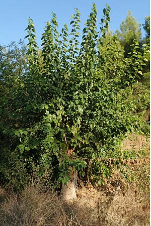Morus alba \ Weier Maulbeerbaum / Chinese White Mulberry, GR Euboea (Evia), Limni 31.8.2017