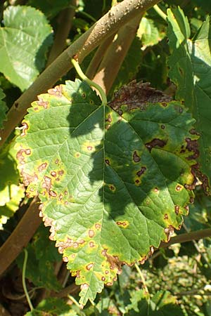 Morus alba \ Weier Maulbeerbaum / Chinese White Mulberry, GR Euboea (Evia), Limni 31.8.2017