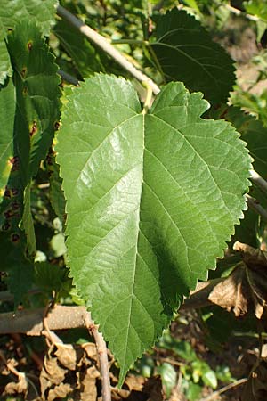 Morus alba \ Weier Maulbeerbaum / Chinese White Mulberry, GR Euboea (Evia), Limni 31.8.2017