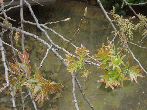 Pistacia terebinthus \ Terebinthe / Terebinth, GR Athen 9.4.2019