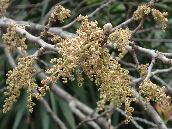 Pistacia terebinthus \ Terebinthe / Terebinth, GR Athen 9.4.2019