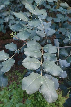 Ceratonia siliqua \ Johannisbrot-Baum, Karube / Carob, GR Athen 10.4.2019