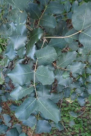 Ceratonia siliqua \ Johannisbrot-Baum, Karube / Carob, GR Athen 10.4.2019