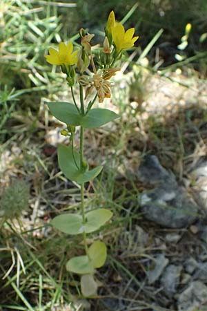 Blackstonia acuminata \ Spter Bitterling / Late Yellow-Wort, GR Peloponnes, Taygetos, Viros - Schlucht / Gorge 31.5.2024