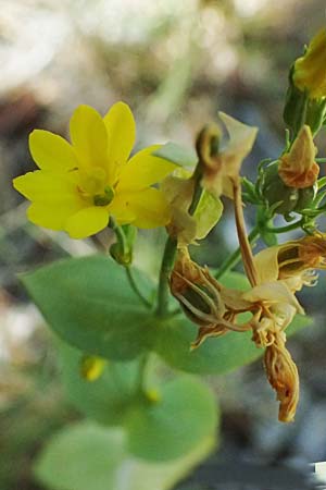 Blackstonia acuminata \ Spter Bitterling / Late Yellow-Wort, GR Peloponnes, Taygetos, Viros - Schlucht / Gorge 31.5.2024